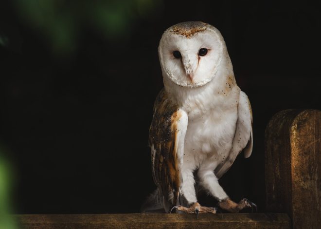 ¿Qué tipo de noctámbulo eres realmente?